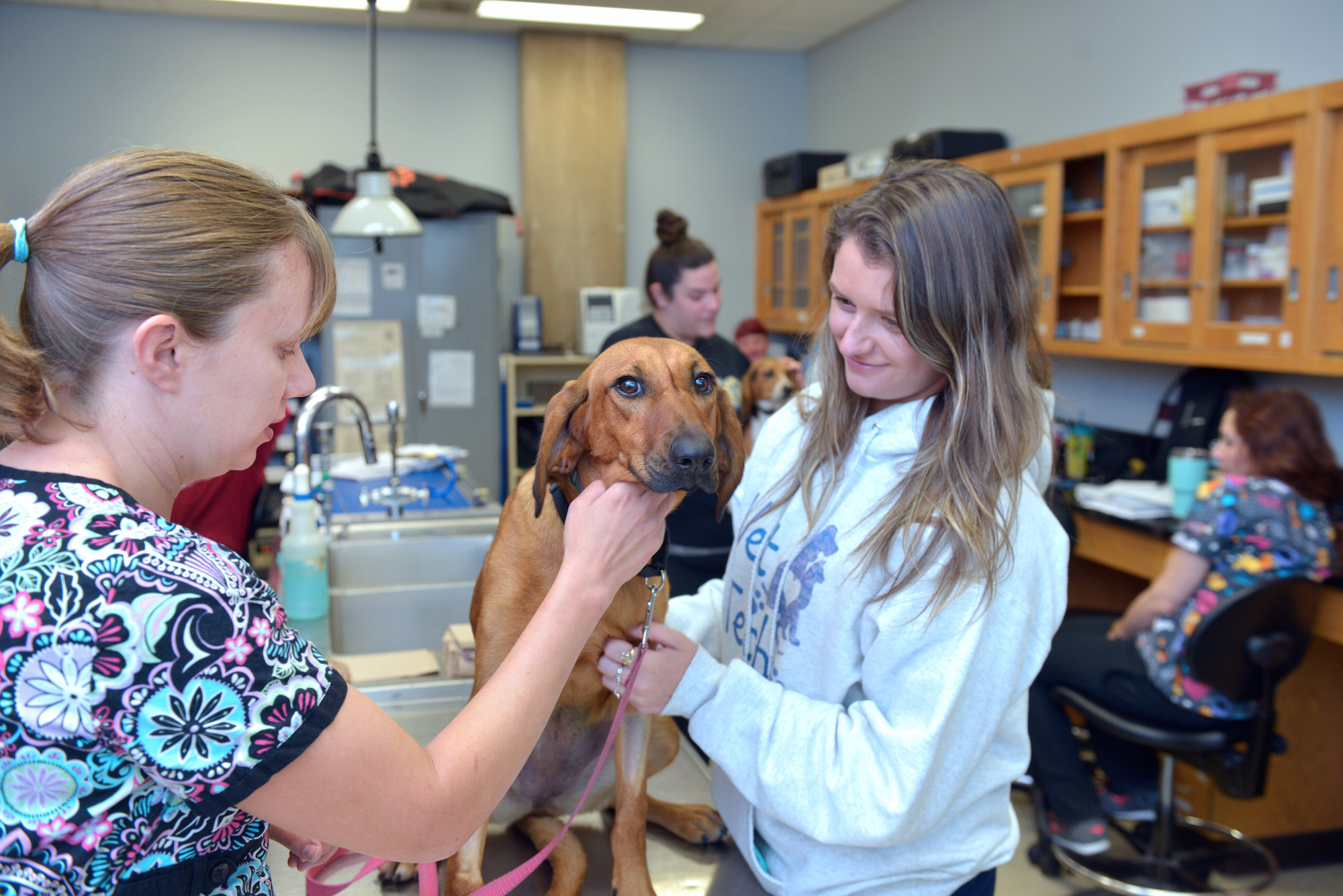 veterinary student research projects